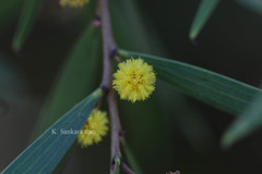 Acacia neriifolia